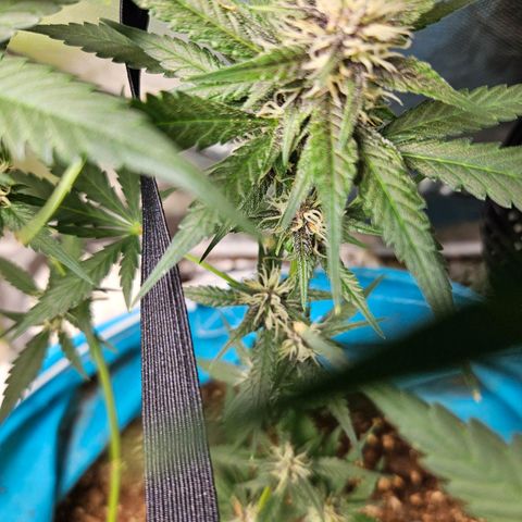 Purple Lemonade Autos growlog timeline photo