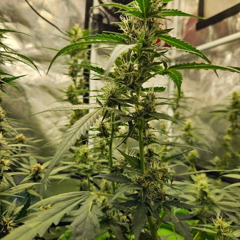 Purple Lemonade Autos growlog timeline photo