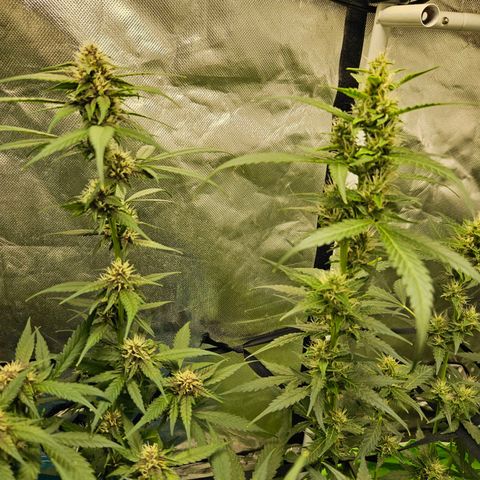 Purple Lemonade Autos growlog timeline photo