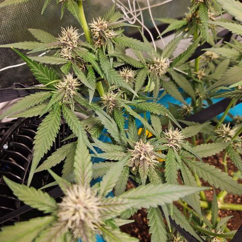 Purple Lemonade Autos growlog timeline photo