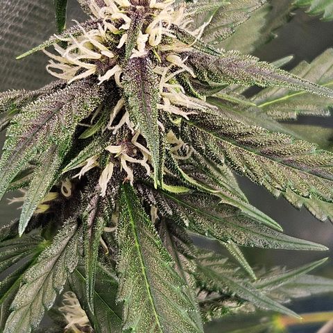 Purple Lemonade Autos growlog timeline photo