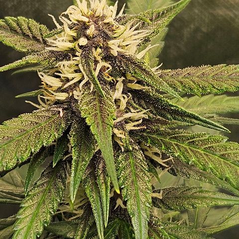 Purple Lemonade Autos growlog timeline photo
