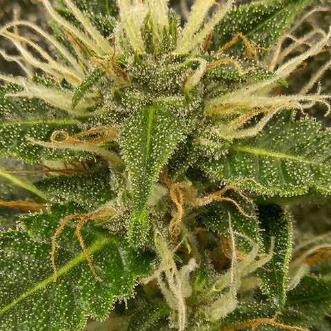 Purple Lemonade Autos growlog timeline photo