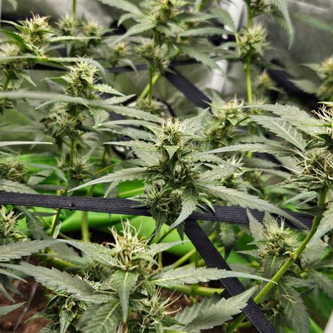 Purple Lemonade Autos growlog timeline photo