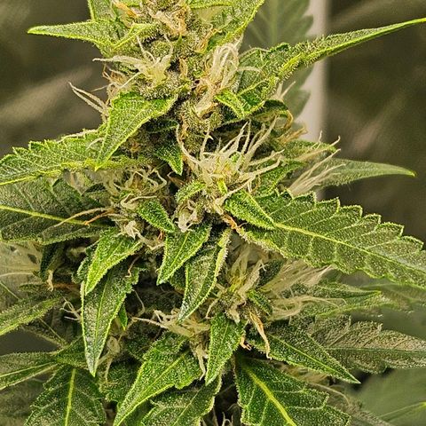 Purple Lemonade Autos growlog timeline photo
