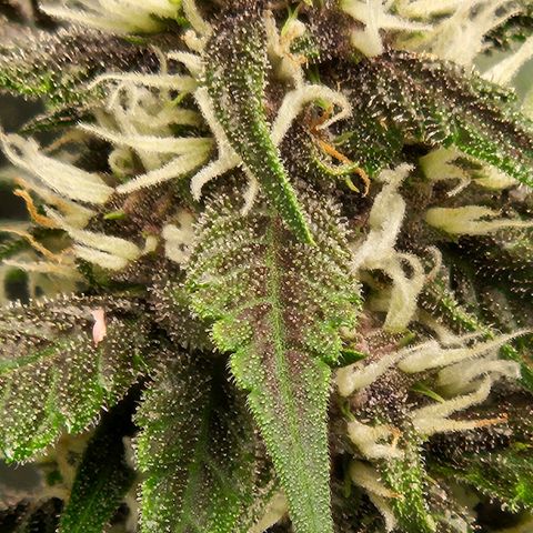 Purple Lemonade Autos growlog timeline photo