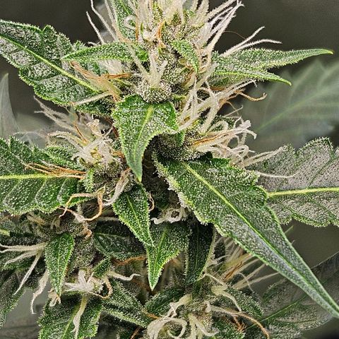 Purple Lemonade Autos growlog timeline photo