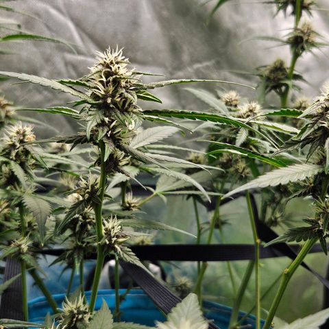 Purple Lemonade Autos growlog timeline photo