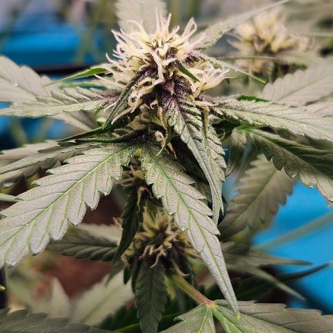 Purple Lemonade Autos growlog timeline photo