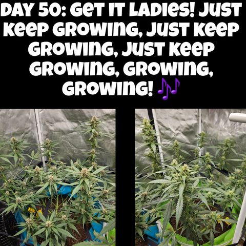 Purple Lemonade Autos growlog timeline photo