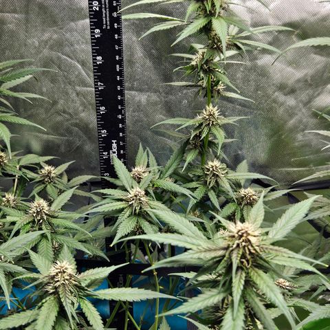 Purple Lemonade Autos growlog timeline photo
