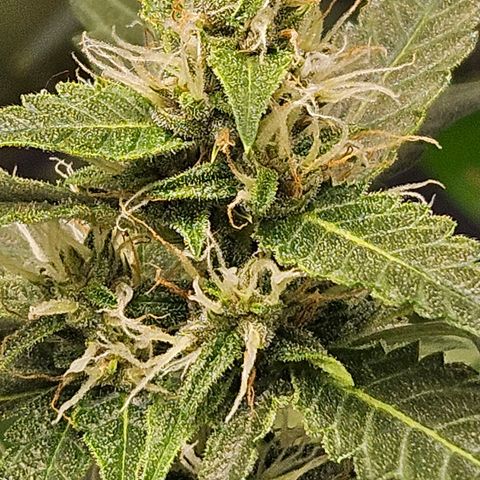Purple Lemonade Autos growlog timeline photo