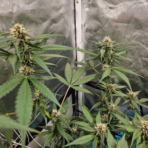 Purple Lemonade Autos growlog timeline photo