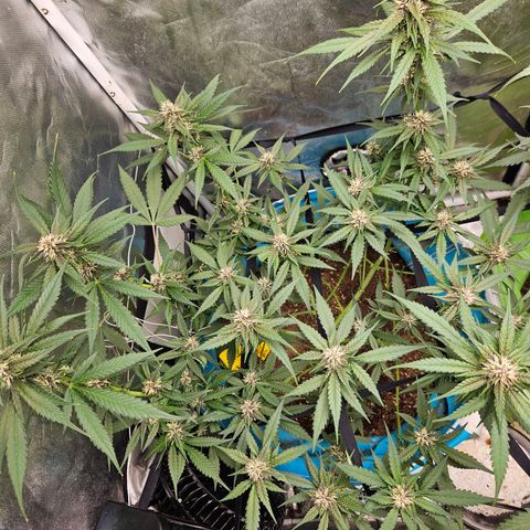 Purple Lemonade Autos growlog timeline photo