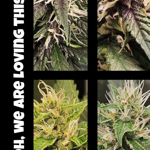 Purple Lemonade Autos growlog timeline photo