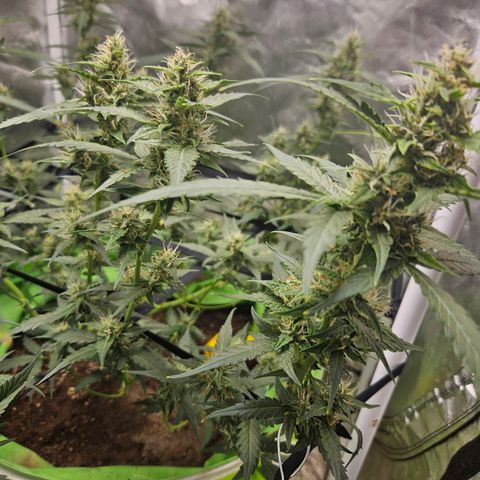 Purple Lemonade Autos growlog timeline photo