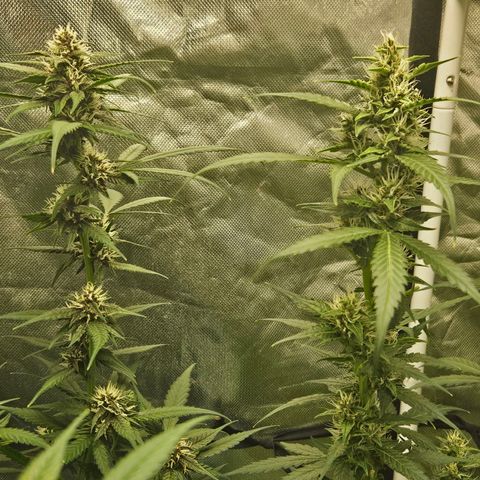 Purple Lemonade Autos growlog timeline photo
