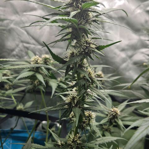 Purple Lemonade Autos growlog timeline photo