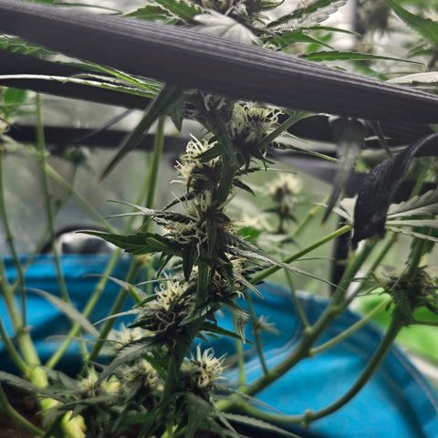 Purple Lemonade Autos growlog timeline photo