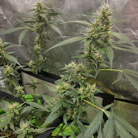 Purple Lemonade Autos growlog timeline photo