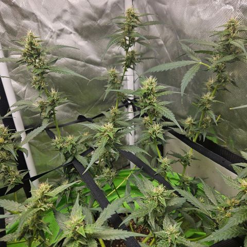 Purple Lemonade Autos growlog timeline photo