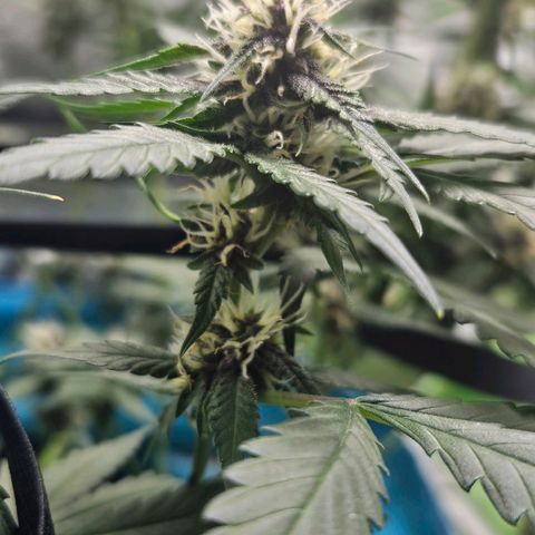 Purple Lemonade Autos growlog timeline photo