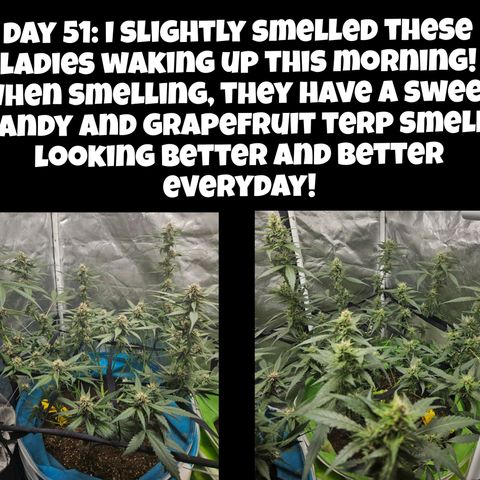 Purple Lemonade Autos growlog timeline photo
