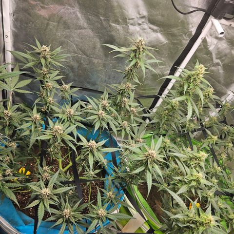 Purple Lemonade Autos growlog timeline photo