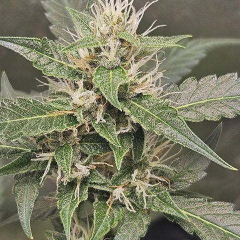Purple Lemonade Autos growlog timeline photo
