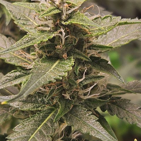 Purple Lemonade Autos growlog timeline photo