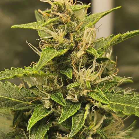 Purple Lemonade Autos growlog timeline photo