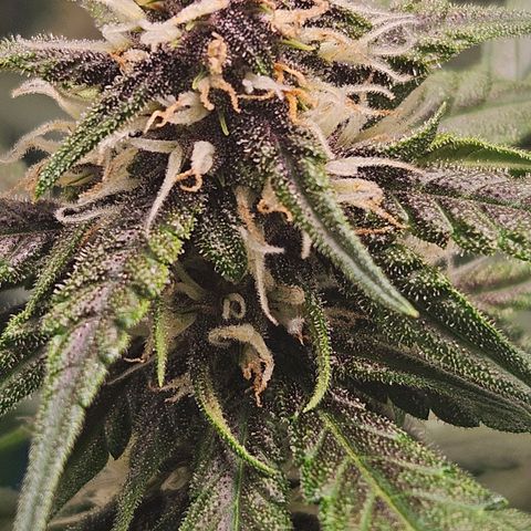 Purple Lemonade Autos growlog timeline photo