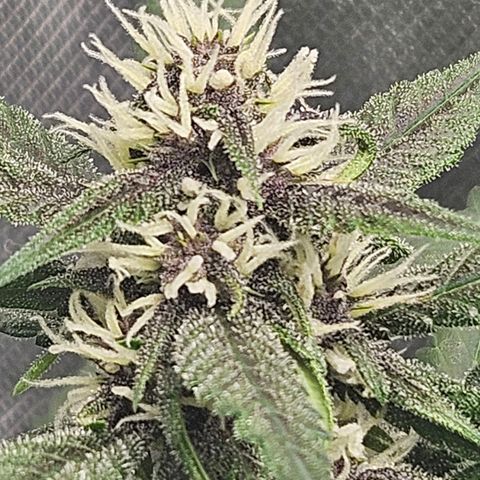 Purple Lemonade Autos growlog timeline photo