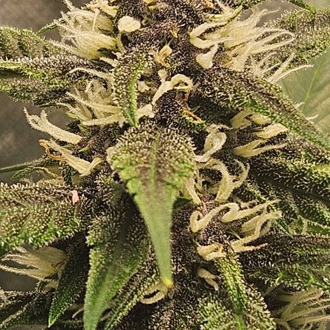 Purple Lemonade Autos growlog timeline photo
