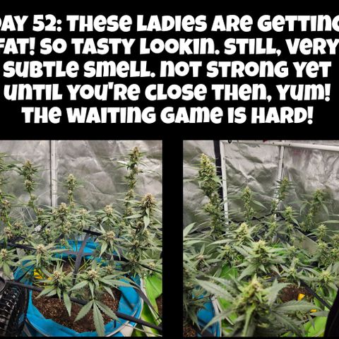 Purple Lemonade Autos growlog timeline photo