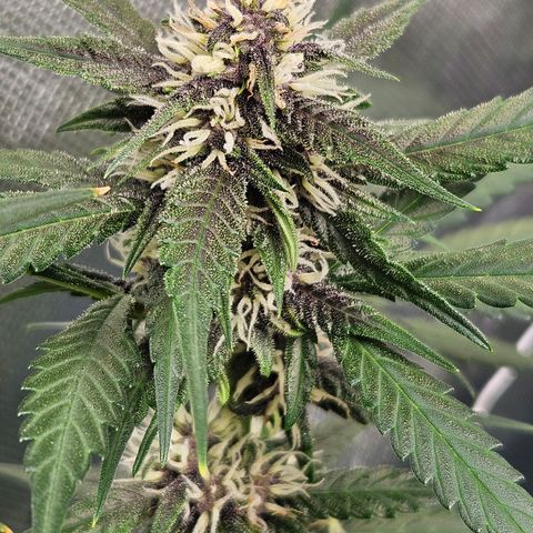 Purple Lemonade Autos growlog timeline photo