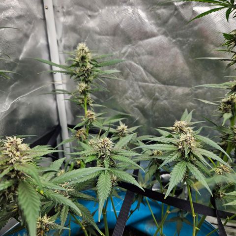 Purple Lemonade Autos growlog timeline photo