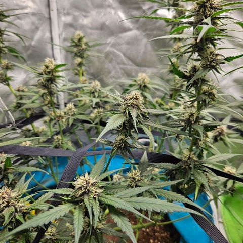 Purple Lemonade Autos growlog timeline photo