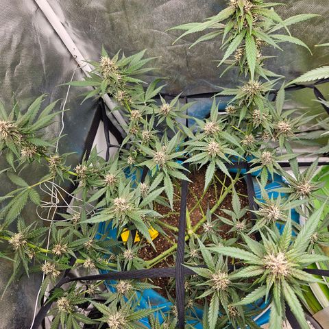 Purple Lemonade Autos growlog timeline photo
