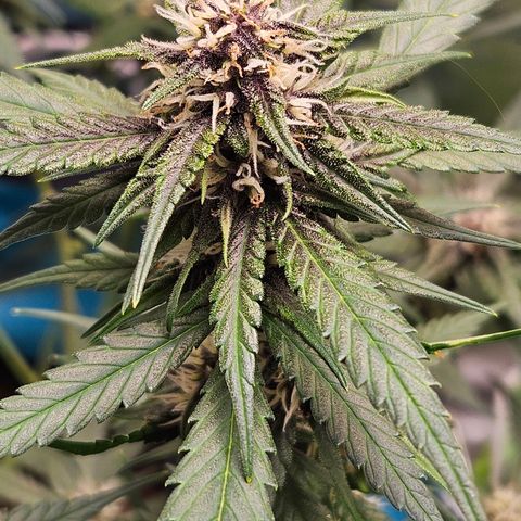 Purple Lemonade Autos growlog timeline photo