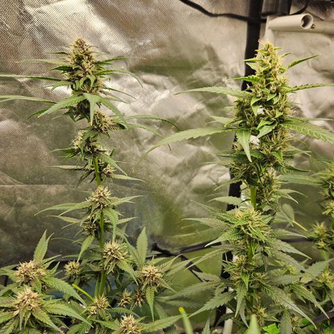 Purple Lemonade Autos growlog timeline photo