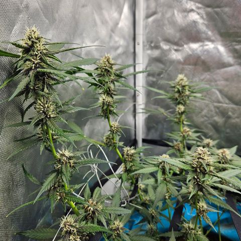 Purple Lemonade Autos growlog timeline photo