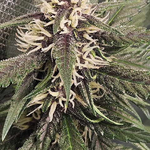 Purple Lemonade Autos growlog timeline photo