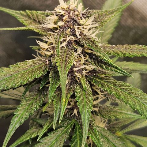 Purple Lemonade Autos growlog timeline photo