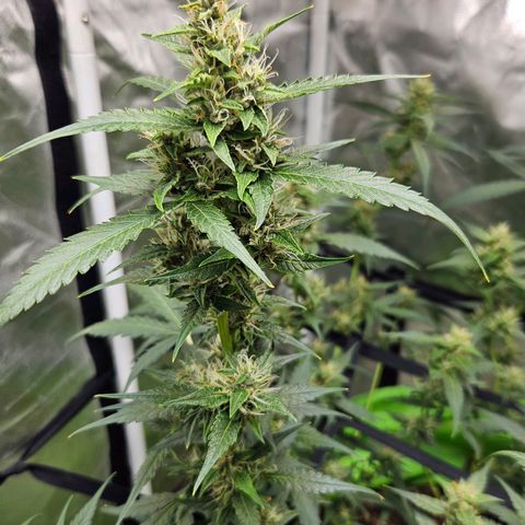 Purple Lemonade Autos growlog timeline photo