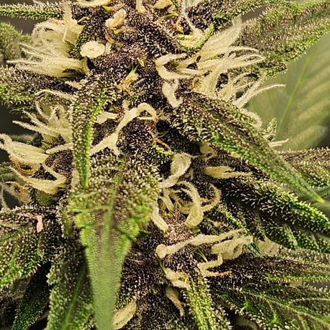 Purple Lemonade Autos growlog timeline photo