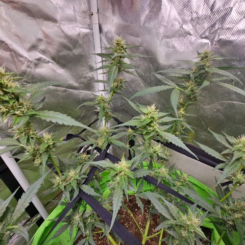 Purple Lemonade Autos growlog timeline photo