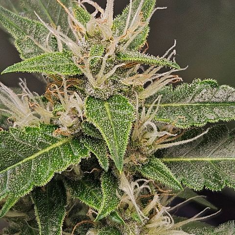 Purple Lemonade Autos growlog timeline photo
