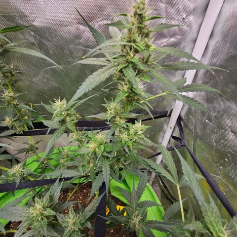 Purple Lemonade Autos growlog timeline photo