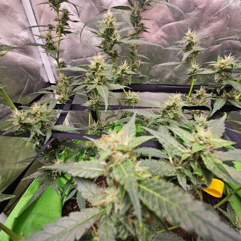 Purple Lemonade Autos growlog timeline photo